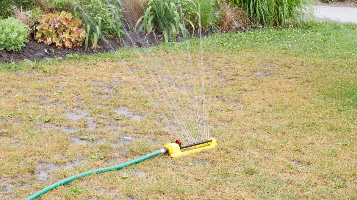 Signs You're Overwatering Your Lawn (and How to Avoid It) - Global ...